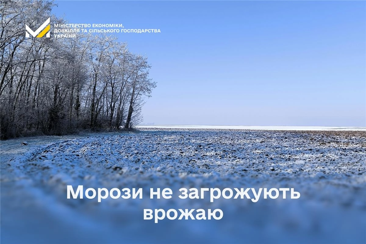 Засніжене поле з деревами на горизонті, текст "Морози не загрожують врожаю