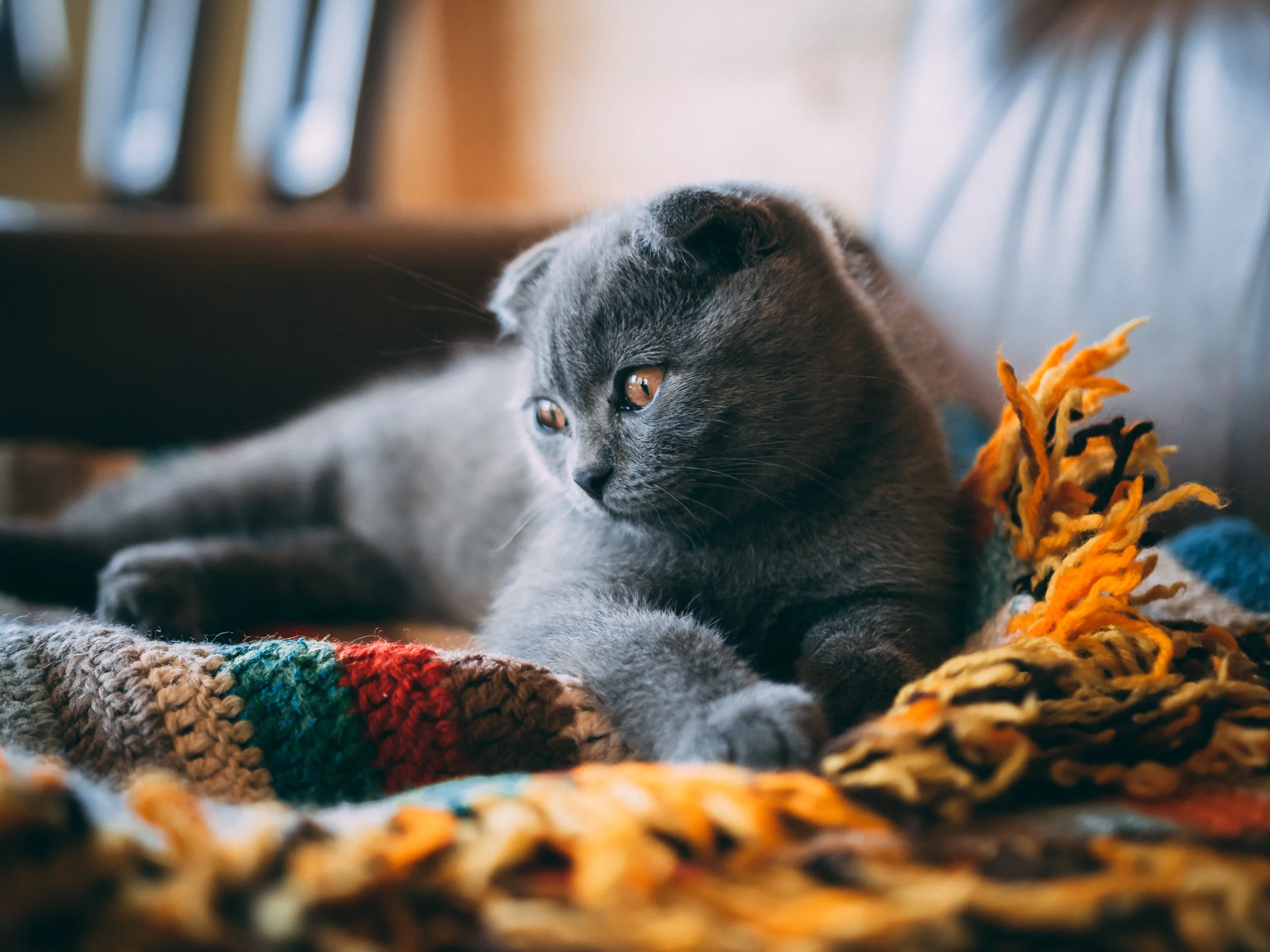 Цікаві факти про котів породи
