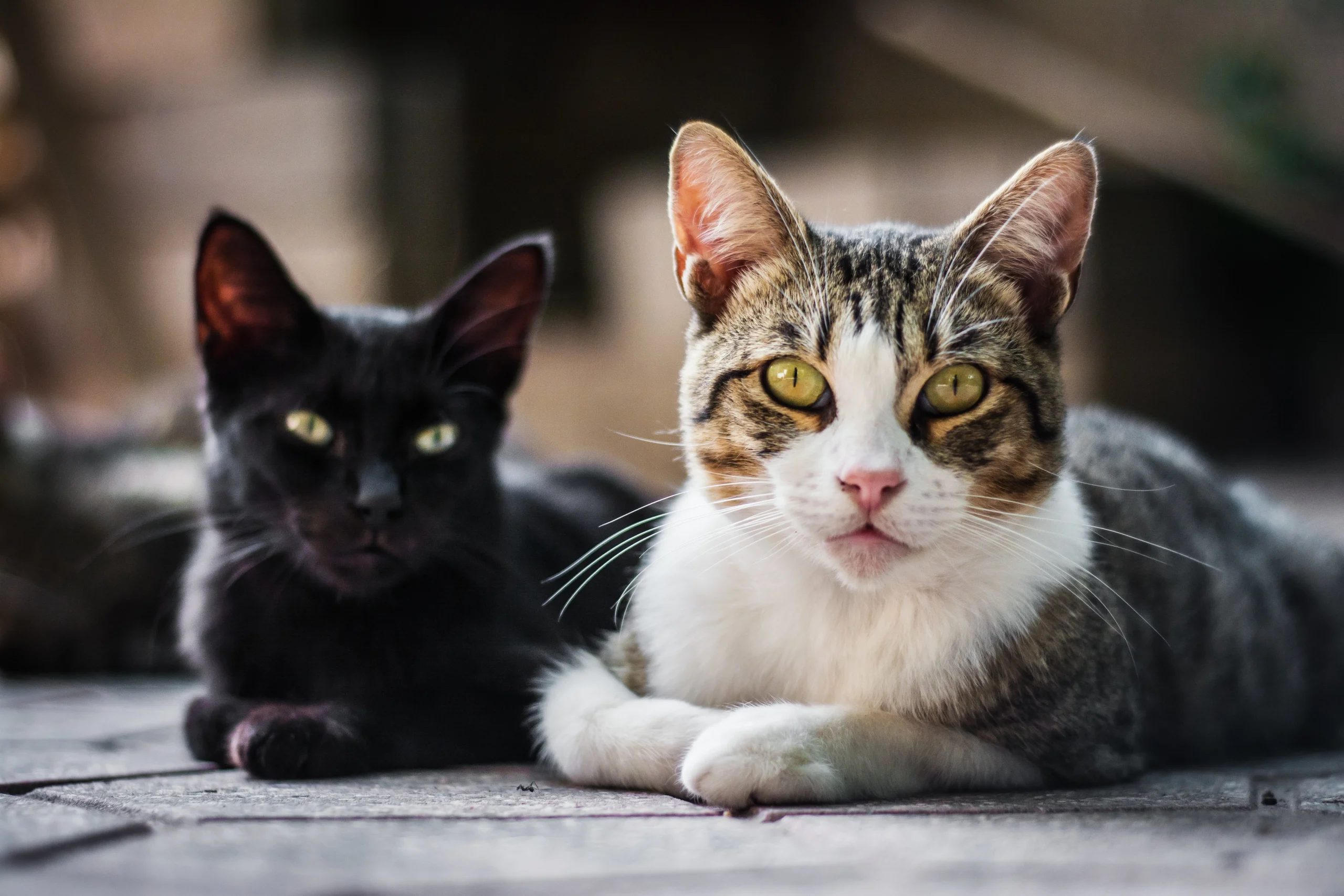Цікаві факти про котів