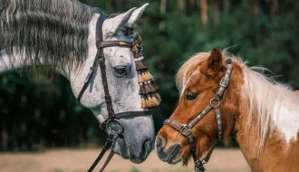 До чого сниться кінь